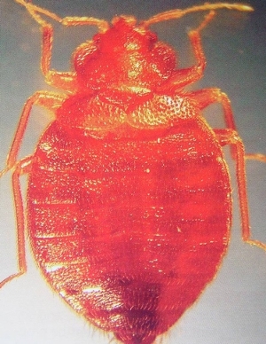 Adult Bed Bug