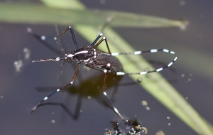 Aedas Albopictus Water