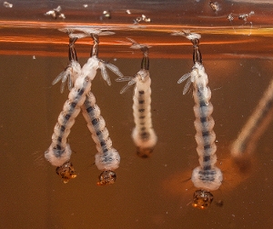 Aedas Aegypti Larvae