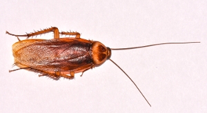 American Cockroach