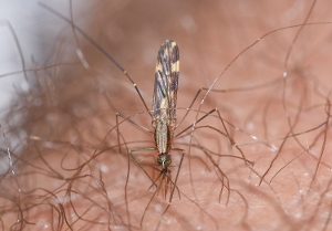 Anopheles Punctipennis