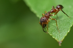 Ant Mimic Spider