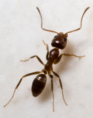 Argentine Ants