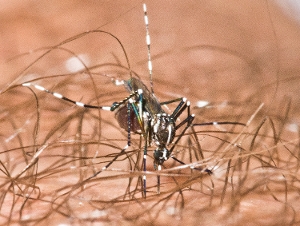 Asian Tiger Mosquito