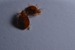 Bed Bug Egg