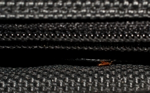 Bed Bug Hiding