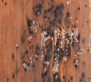 Bed Bug Nymphs