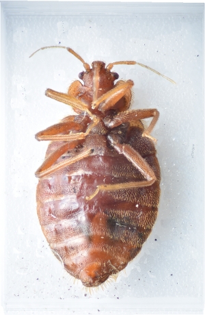 Bed Bug Ventral