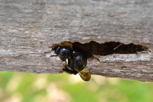 Bee in Wood