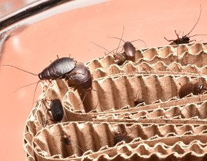 Beetle Cockroaches