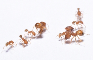 Big Headed Ants