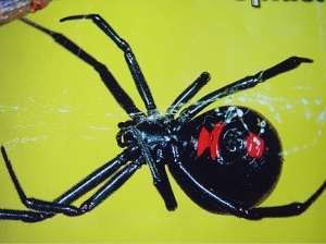 Black Widow