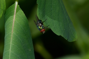 Blowfly