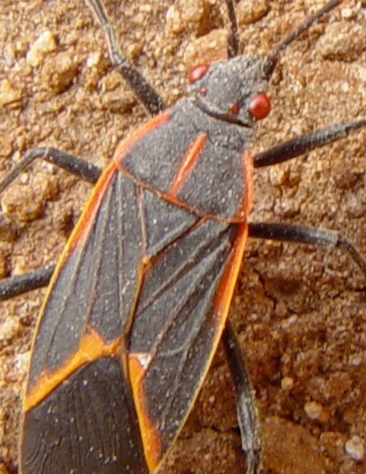 boxelder bugs