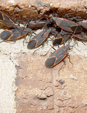 Boxelder Bugs