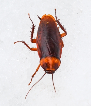 Brown Cockroach