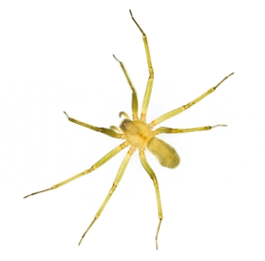 Brown Recluse