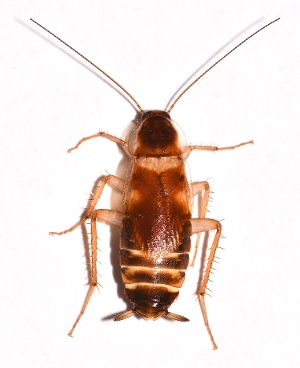 Brown Banded Cockroach