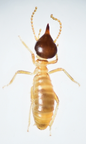 Conehead Termite