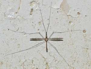 Crane Fly