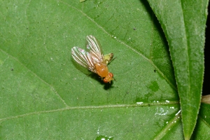 Drosophila Fly