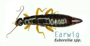 Earwig