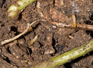 Eastern Subterranean Termite Workers