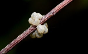 Empty Stink Bug Eggs