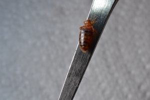 Engorged Bed Bug