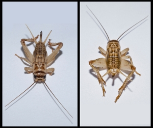 Field Cricket Head and Tail