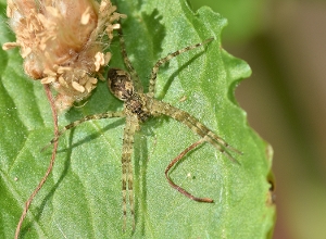 Fishing Spider