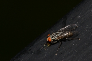 Flesh Fly