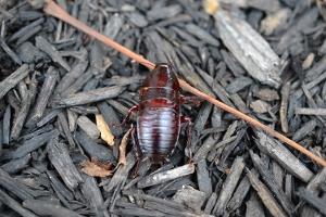 Florida Woods Cockroach