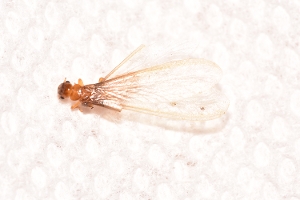 Formosan Termite Alate