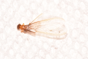Formosan Termite Alate