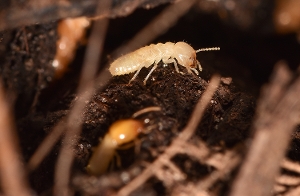 Formosan Termite Worker