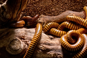 Group of Millipedes