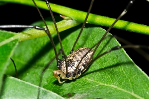 Harvestman