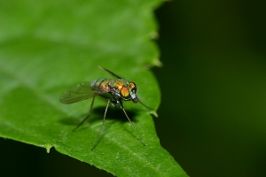 Long Legged Fly