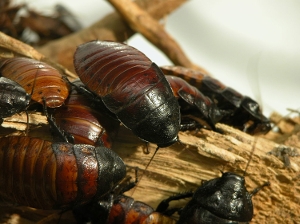 Madagascar Hissing Cockroach