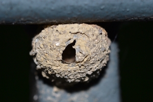 Mason Wasp Nest