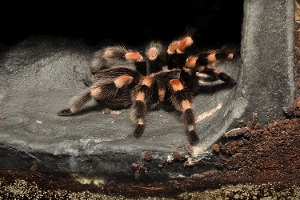 Mexican Red Kneed Tarantula