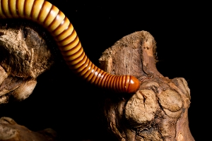 Millipede Crawling