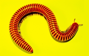 Millipede