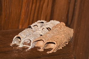 Mud Dauber Nest