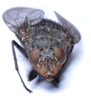 Muscid Fly