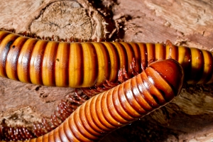 Pair of Millipedes