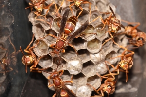 Paper Wasp Group