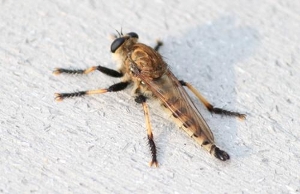 Robber Fly