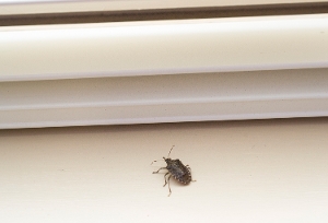 Stink Bug Window Sill